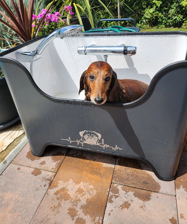 Buddybox - Hundedusche